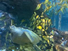 -太平洋海底世界