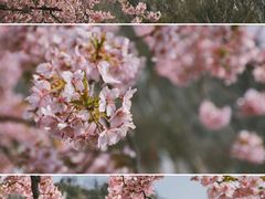 -上海辰山植物园