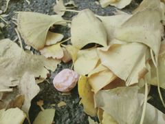 -三里屯东五街银杏大道