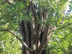 -上海佘山国家森林公园天马山园