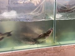 -赵大妖·活鱼现烤(天水店)