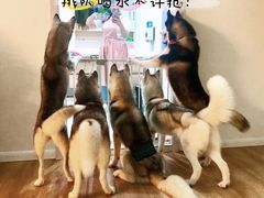 海参哥-Husky Go! 哈士奇体验馆·宠物咖啡厅狗咖