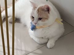 -平行世界·猫咖(首经贸店)