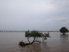 -宝安西湾红树林湿地公园