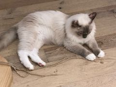 -CAT’S MEWSTAR CAFE·喵星球猫屋(晴湾咖啡店)