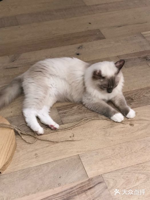 CAT’S MEWSTAR CAFE·喵星球猫屋(晴湾咖啡店)图片