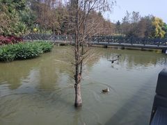 -海珠湖公园