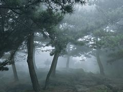 -王莽岭风景区