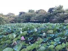 -鹤冈八幡宫
