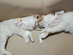 -怪兽屋·羊驼·猫咖·狗咖(俊华广场店)