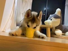 -Husky Go! 哈士奇体验馆·宠物咖啡厅狗咖