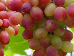 -马陆小张葡萄园农家乐