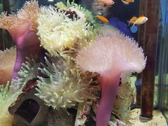 -太平洋海底世界