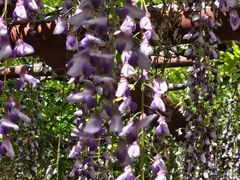 -嘉定紫藤园
