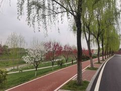 -洨河生态公园