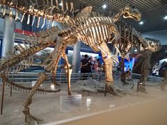 -国家自然博物馆