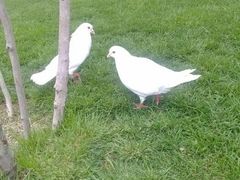 android_upload_pic-紫荆山公园