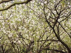 -南国桃园旅游度假区