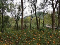 -西湖风景区-江洋畈生态公园
