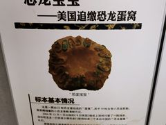 -中国西峡恐龙遗迹园