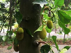 -深圳国际园林花卉博览园