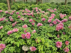-石家庄市植物园