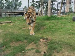 -西霞口神雕山野生动物世界