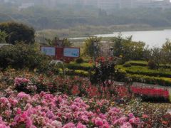 -立新湖公园