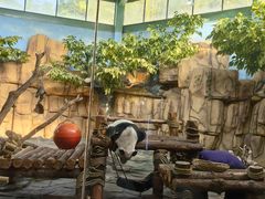 -泉州海丝野生动物世界