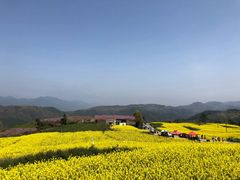 -桑洲油菜花景区