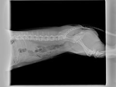 -萌兽医馆·宠物医院·猫骨科(创景店)