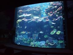 -暹罗海洋世界