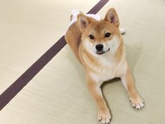 -逗柴咖啡屋·狗咖猫咖宠物桌游