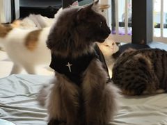 -平行世界·猫咖(首经贸店)