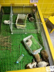 -神奇动物撸宠馆·羊驼·小浣熊·异宠(豫园店)