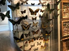 -墨尔本博物馆(Melbourne Museum)