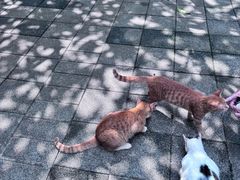 -晓港公园