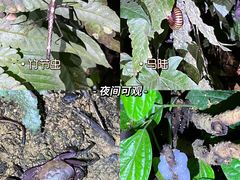 -中国科学院西双版纳热带植物园