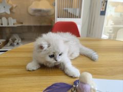 -柚子猫舍·精品猫舍购猫·猫咪认养·购宠·宠物店