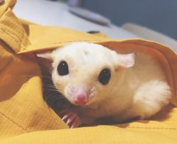 -Moni星球萌宠·小马宝莉·灵蛇·高端高阶全萌宠互动体验俱乐部(红豆国际广场店)