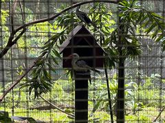 -吉隆坡雀鸟公园