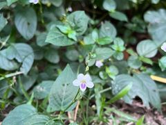 -中国科学院华南植物园