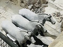 -秦始皇帝陵博物院(兵马俑)