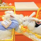探店小记｜除了撸猫撸狗，还可以撸兔兔
