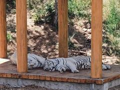 -石家庄市动物园