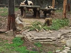 -都江堰中华大熊猫苑