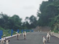 -花岙岛