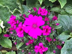 -武汉紫薇都市田园