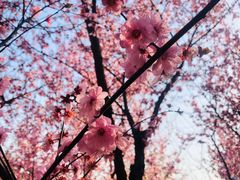 -白塘生态植物园