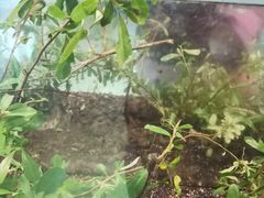 -上海大自然野生昆虫馆(东方明珠·爬宠昆虫探索中心)